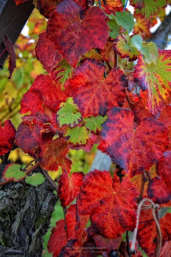 Feuilles-de-vignes