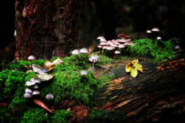 Champignons en sous bois