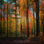Forêt en couleur