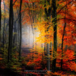 Forêt en automne - Alsace