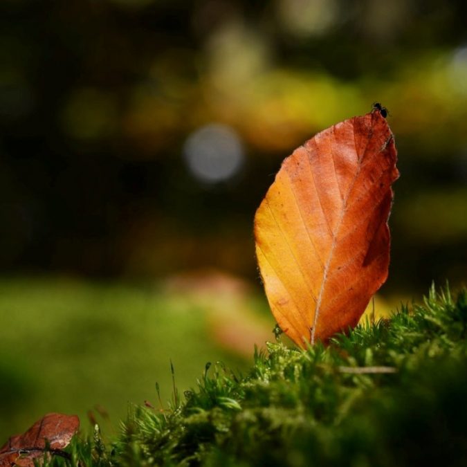 Automne-2012