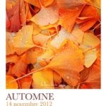 Feuilles de Ginkgo