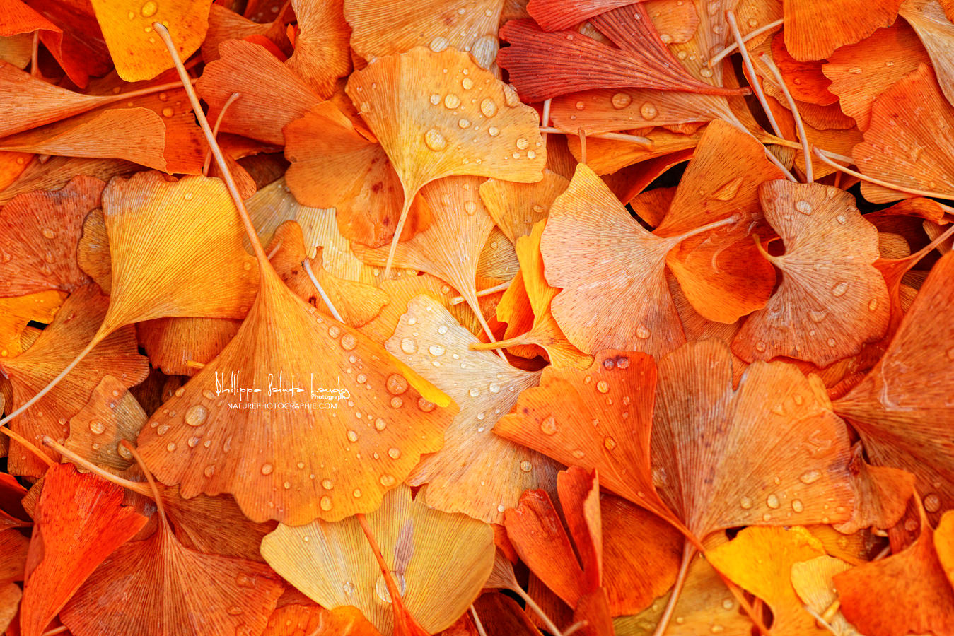 Feuille de Ginkgo en automne après la pluie