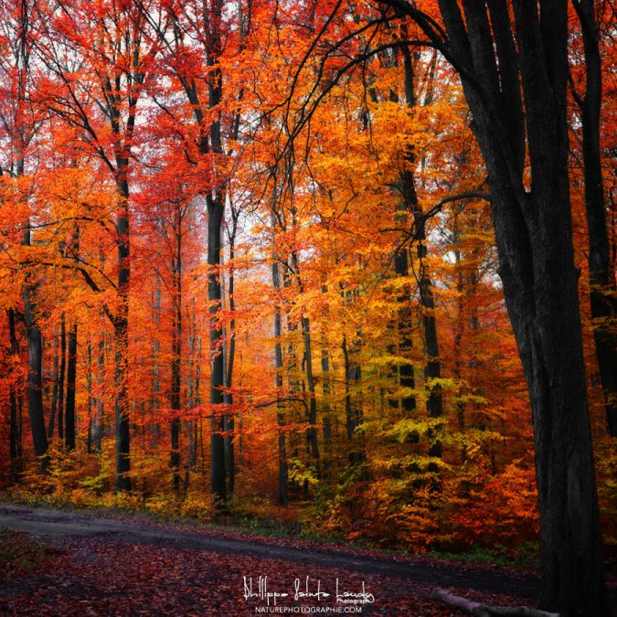 Rainbow-Fall