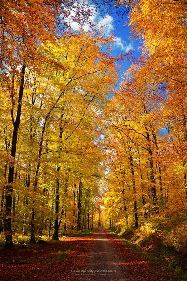 Un chemin en automne