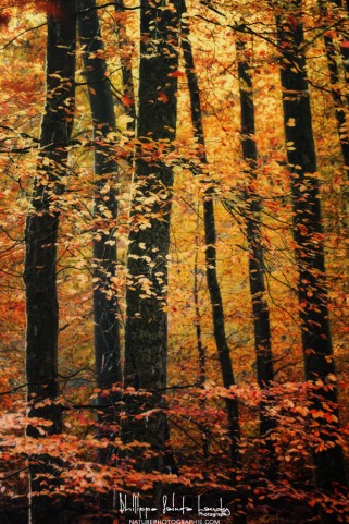 Du vent dans les arbres