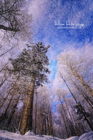 Laisse tomber la neige