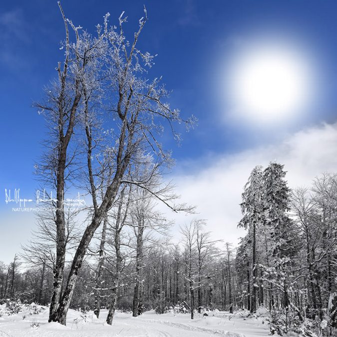 Hiver dans les Vosges
