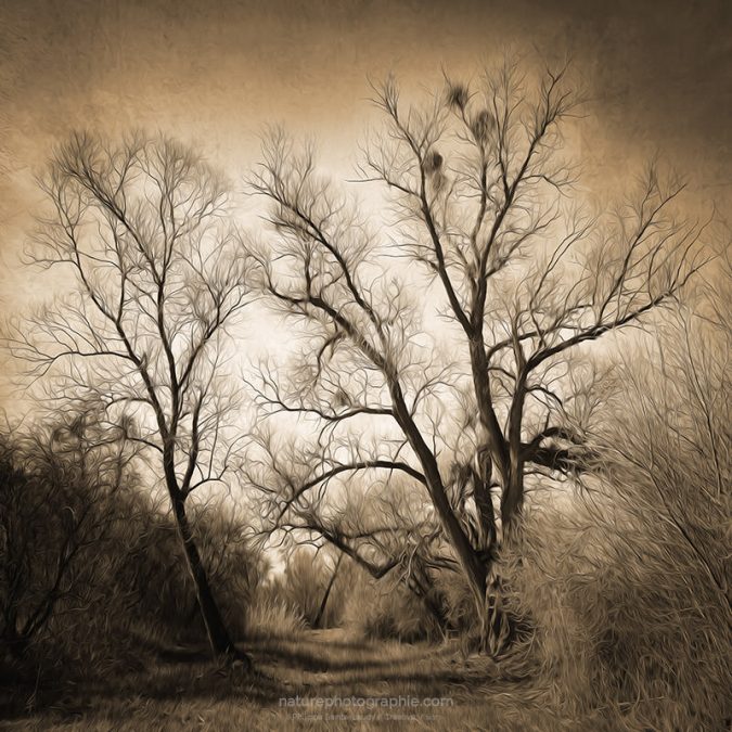 Sepia-Ghost