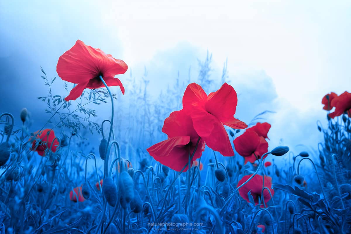 Jam-For-Poppies