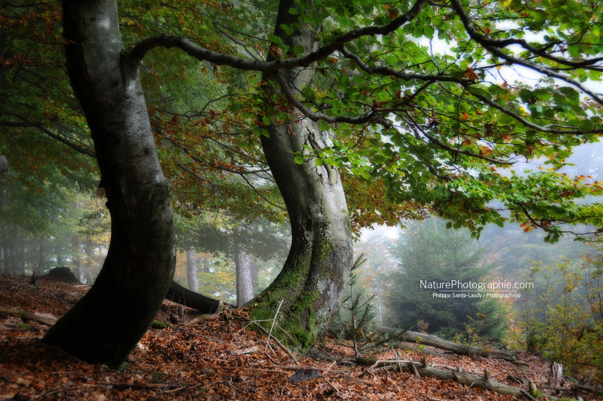 Arbres avec S