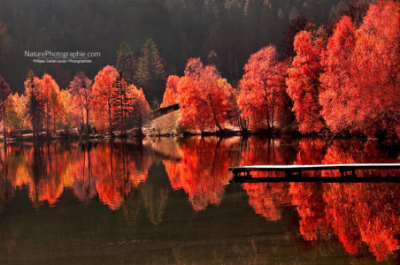 Arbres contre arbres