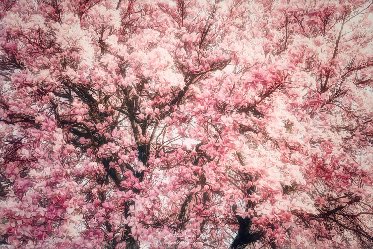 Magnolia au printemps en Alsace
