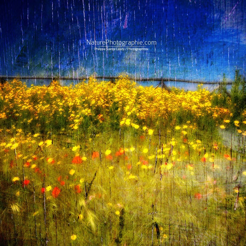 Mur-de-Fleurs