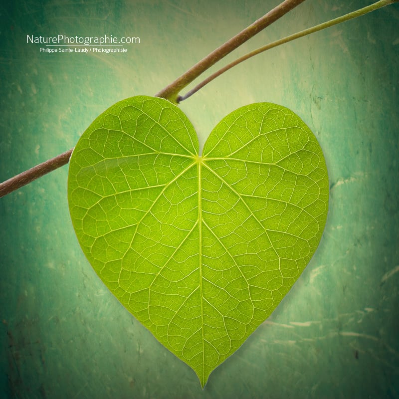 Nature-Lover