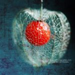 Physalis