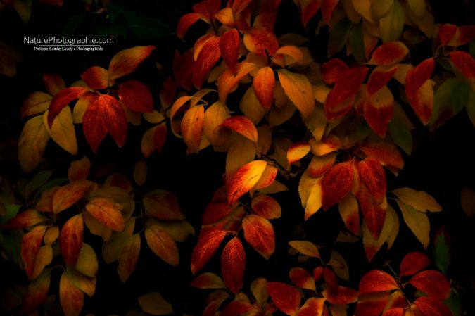 Rouge à Feuilles