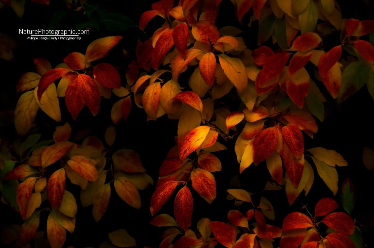 Rouge à Feuilles