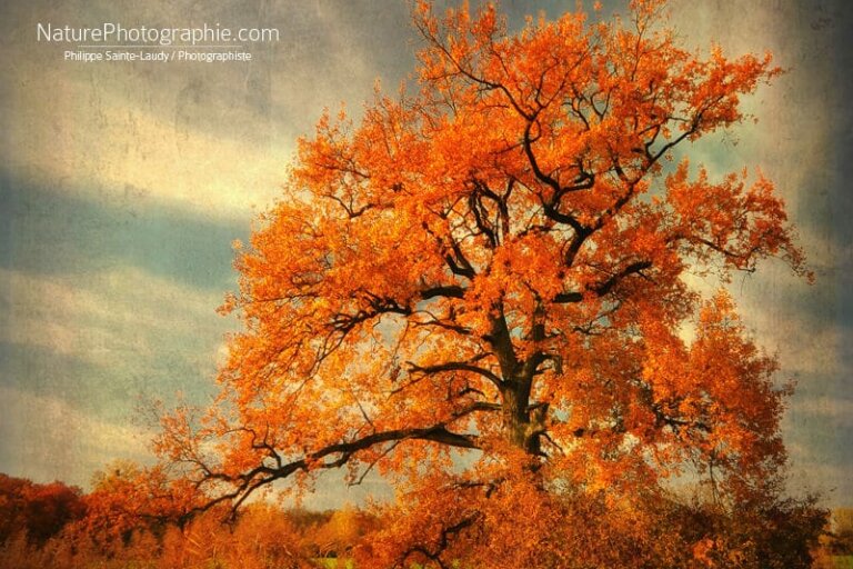 Saison-Orange