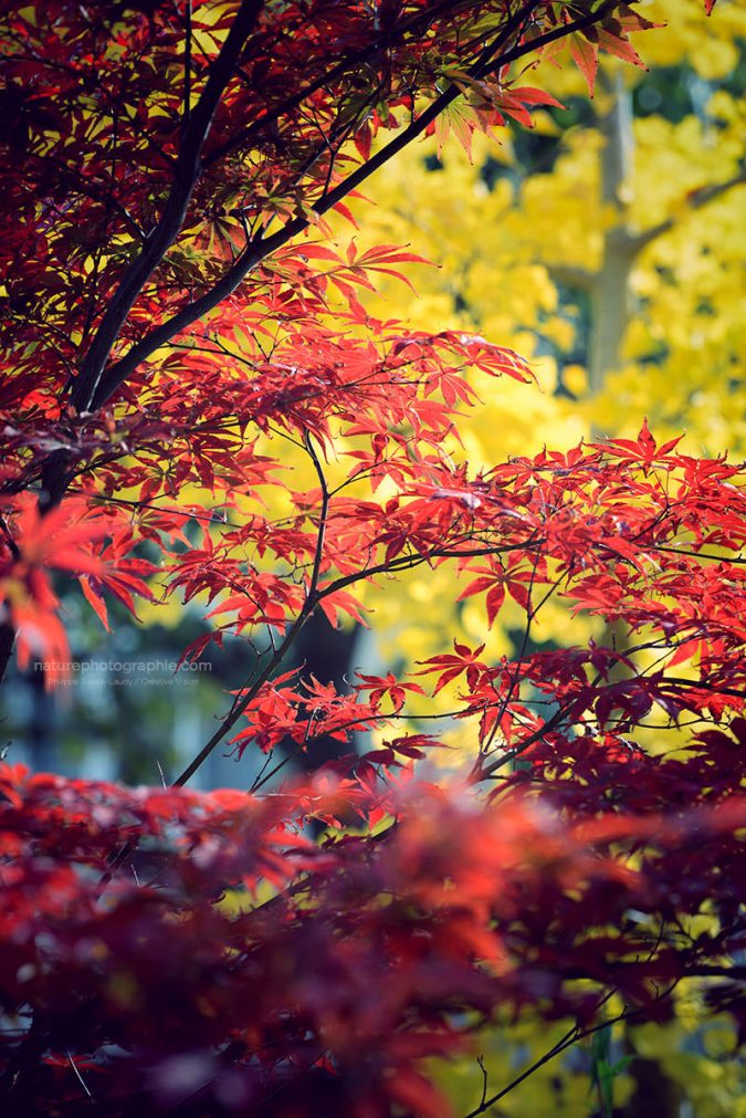 Érable Japonais contre Ginkgo Biloba