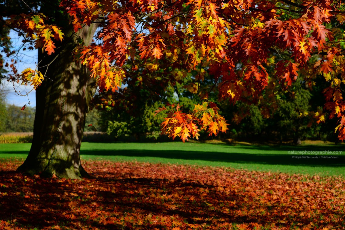 Chêne de couleur