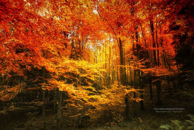 Combinaison de couleurs