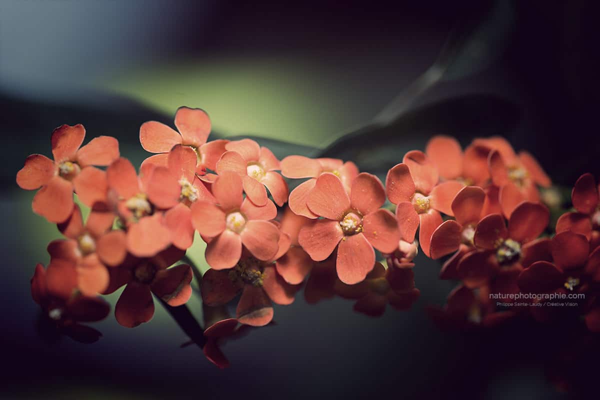 Fleurs en attente