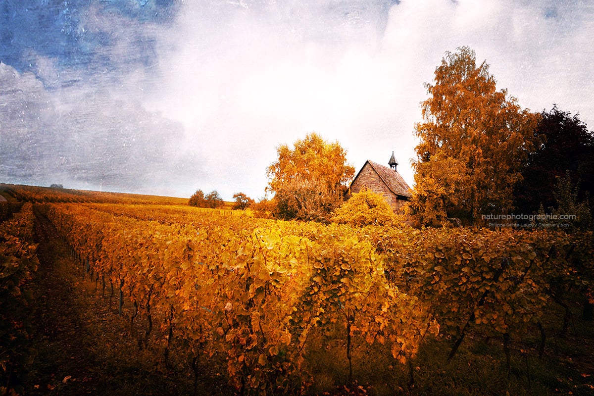 Lumière dans les vignes