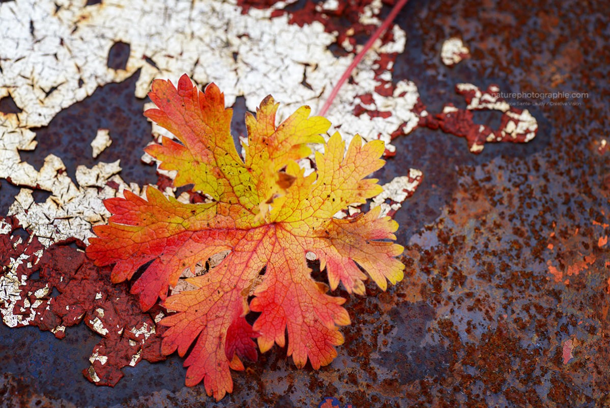 Rouille automne