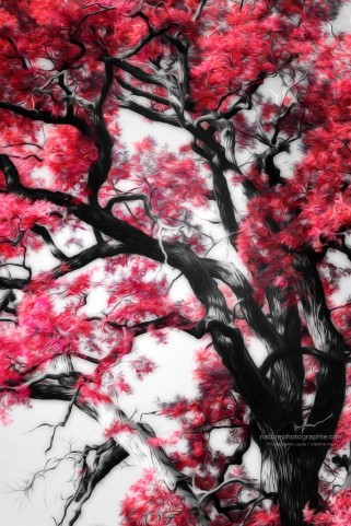 Un arbre en paintographie