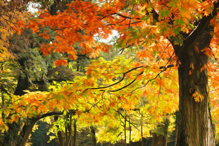 La danse des Couleurs