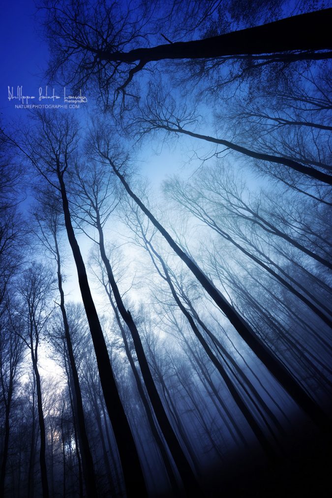 Forêt bleue