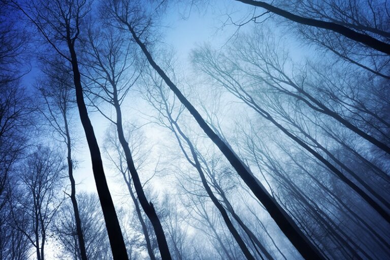 Forêt bleue