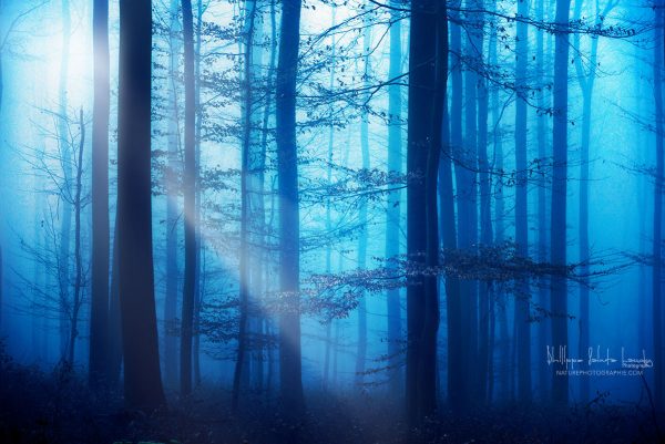 Light Box Blue’s Light Box Blue's