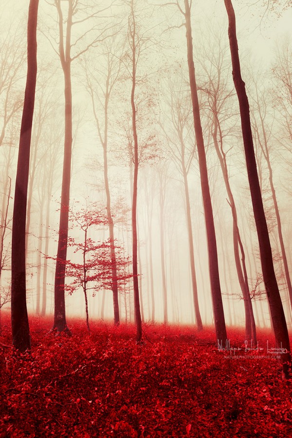 Sur la trace des fées