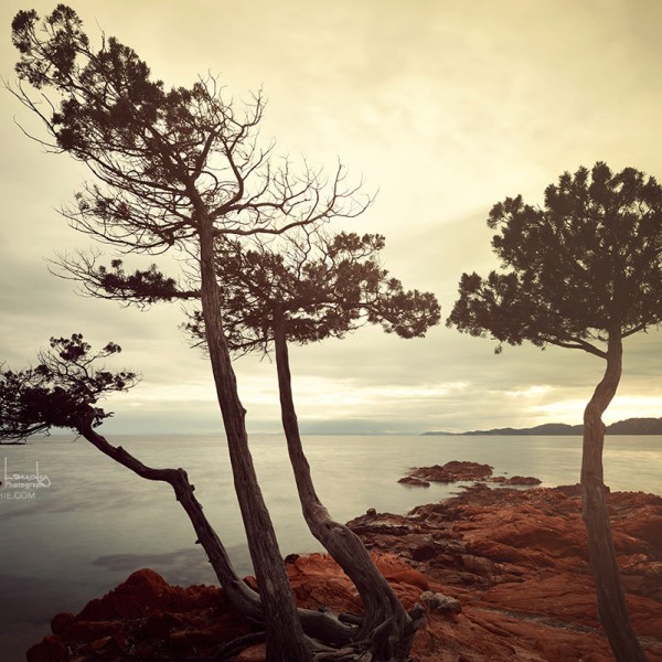 Arbres de Palombaggia