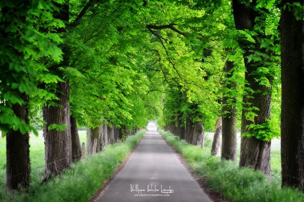 Allée verte