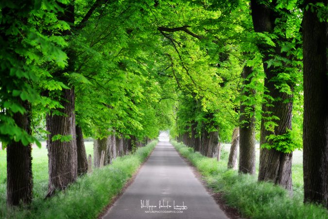Allée verte