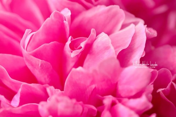 Parfum de Pivoine Parfum de Pivoine