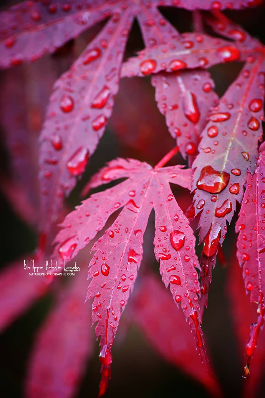 Red Maple Leaves.