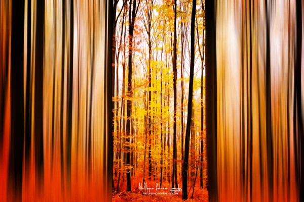 Excited Oxygen Excited Oxygen