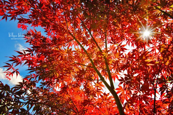Le Mois Soleil