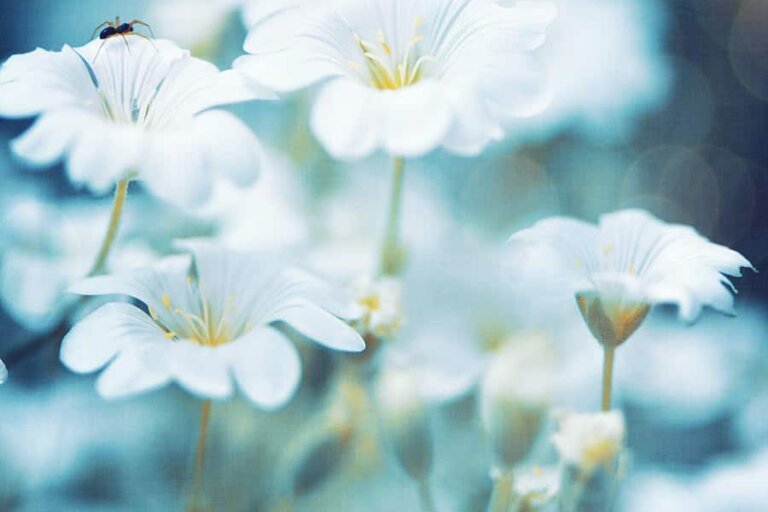 My Blue World Fleurs du jardin