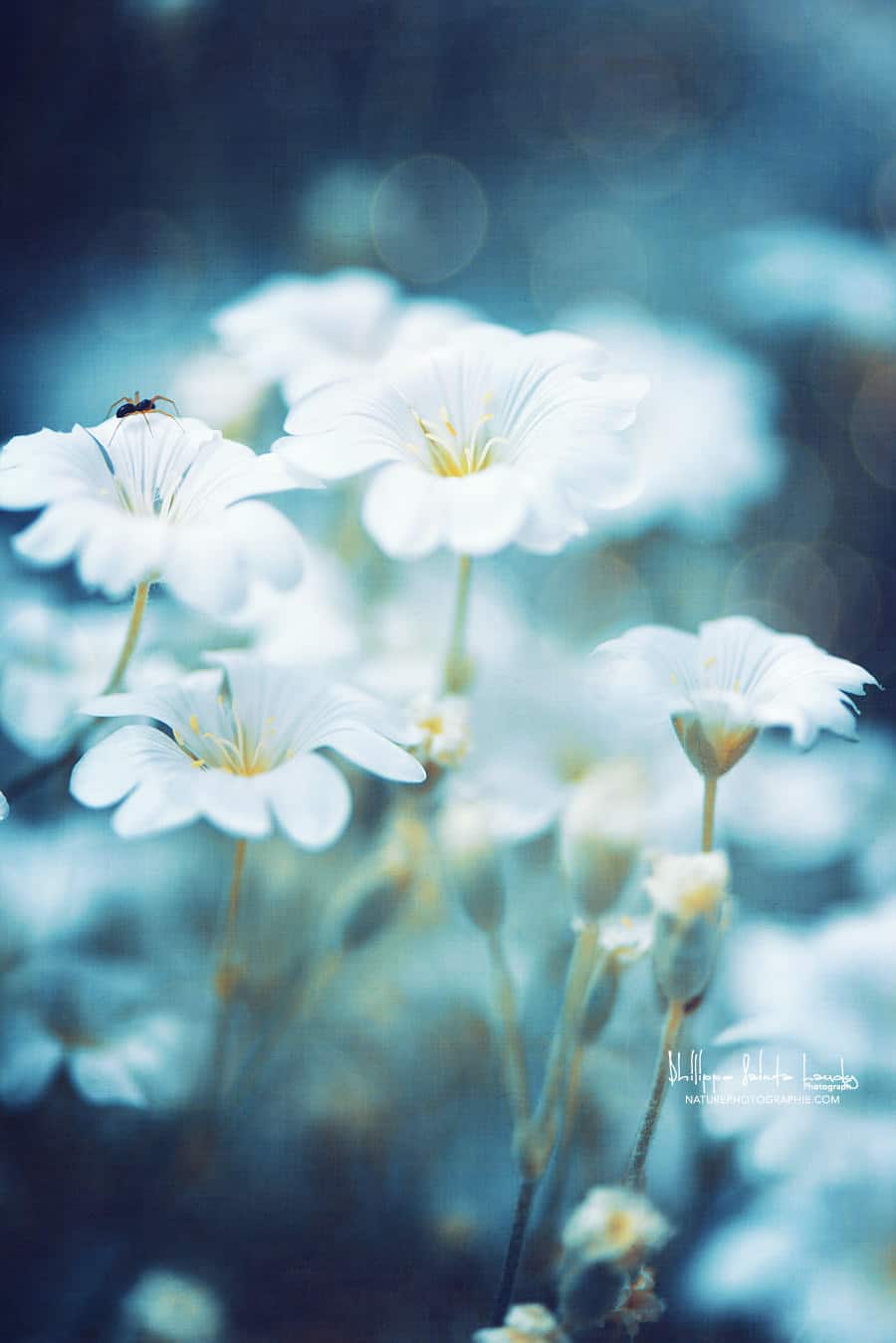 Fleurs du jardin