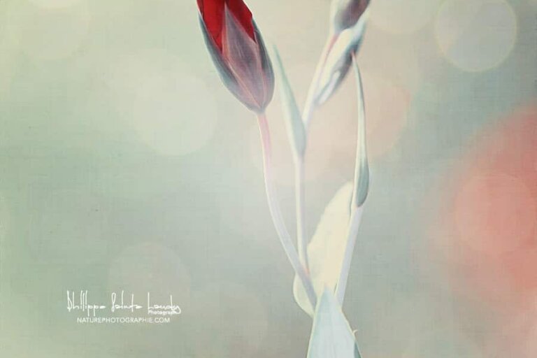 Bourgeon de tulipe rouge avec texture