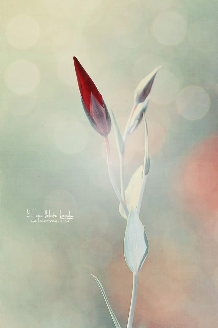 Bourgeon de tulipe rouge avec texture