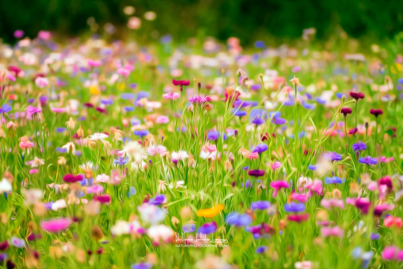 Champs de fleurs