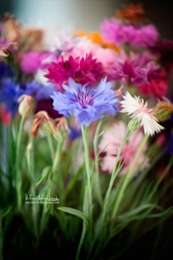 Fleurs des champs en Paintography
