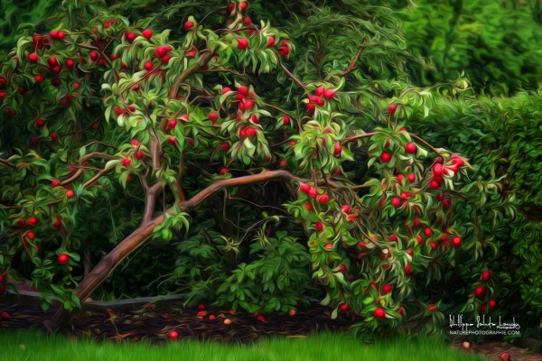 L’arbre aux pommes