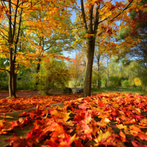 L’automne en Paintography L'automne en Paintography